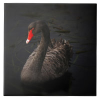 Beau cygne noir avec un bec rouge vif