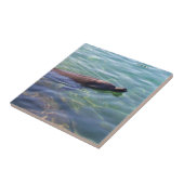 Carreau Beau Dauphin de natation (Côté)