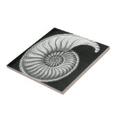 Carreau Beau dessin au crayon d'ammonite d'Amaltheus (Côté)