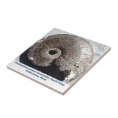 Carreau Beau fossile d'ammonite de pyrite montrant des (Côté)