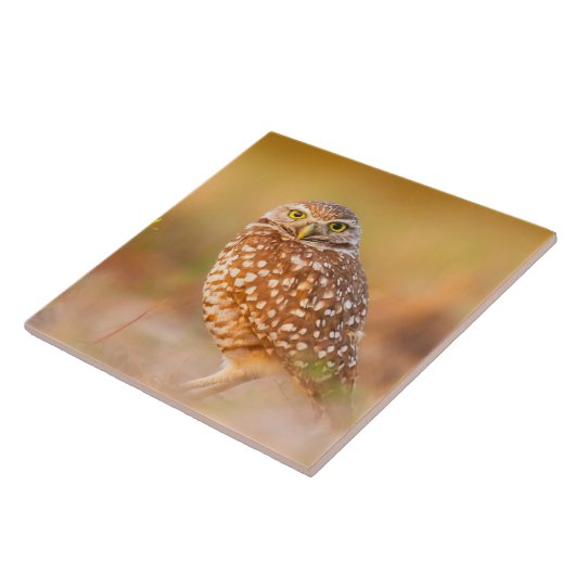 Carreau Beau hibou (Côté)