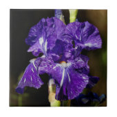 Carreau Beau Iris à poils violets dans le soleil de l'aprè (Devant)