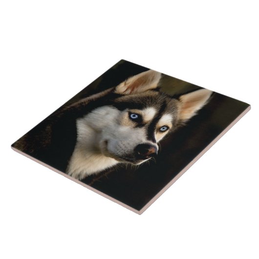 Carreau Beau Oreiller Husky Lrow (Côté)