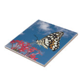 Carreau Beau Papillon (Côté)