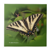 Carreau Beau papillon de l'Ouest de Tigre Swallowtail (Devant)