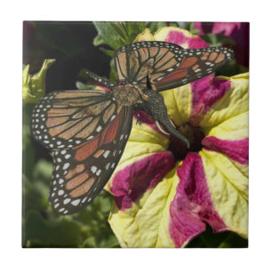 Carreau Beau papillon éléphant