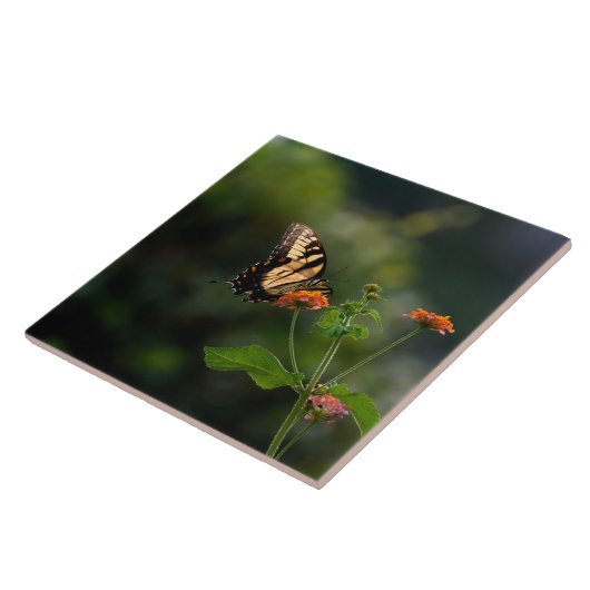 Carreau Beau papillon Swallowtail (Côté)