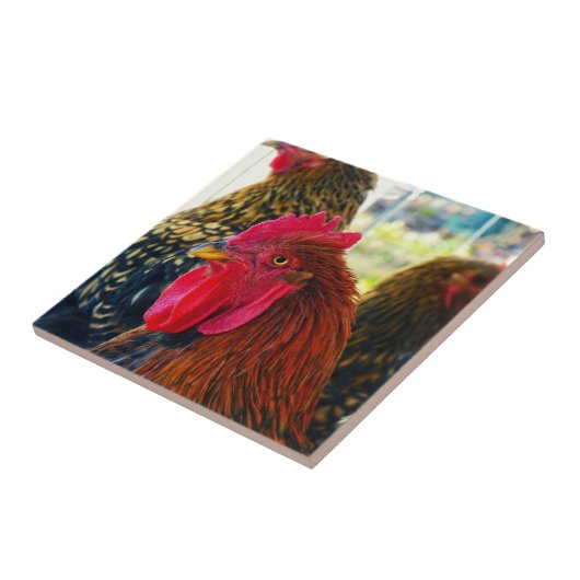 Carreau Beau Rooster (Côté)
