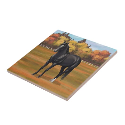 Carreau Beau Stallion Cheval du Quartier Noir (Côté)