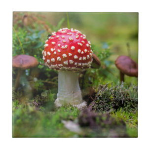 Carreau Beauté d'automne