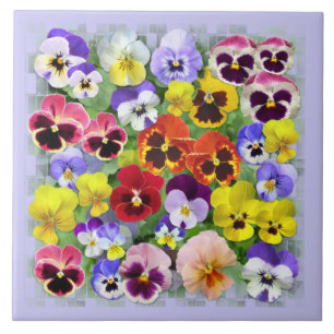 Carreau Beauté de Pansy