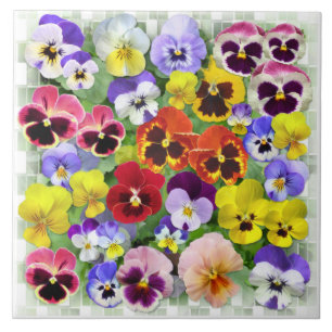 Carreau Beauté de Pansy