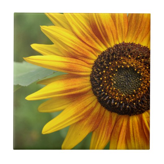 Carreau Beauté des tournesols (Devant)
