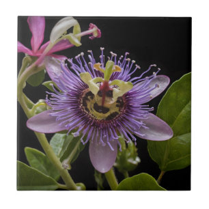 Carreau Beauté énigmatique : Fleur de passion violette