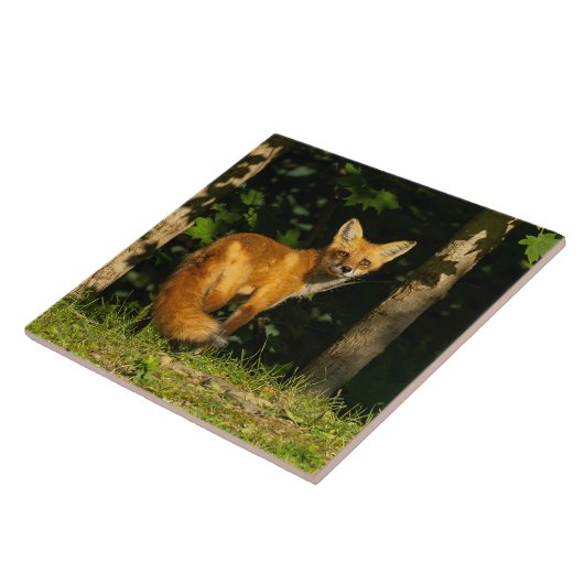 Carreau Beauté Red Fox (Côté)