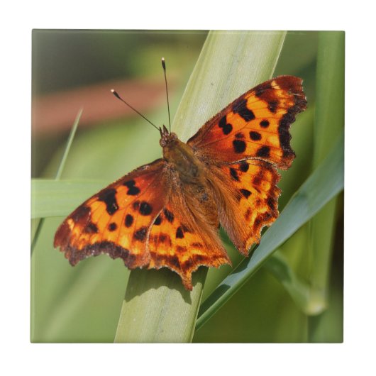 Carreau Beautiful Orange Satyr Comma Butterfly (Devant)