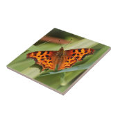 Carreau Beautiful Orange Satyr Comma Butterfly (Côté)