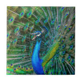 Carreau Beautiful Peacock avec son Tail Feathers Open (Devant)