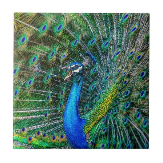Carreau Beautiful Peacock avec son Tail Feathers Open (Devant)