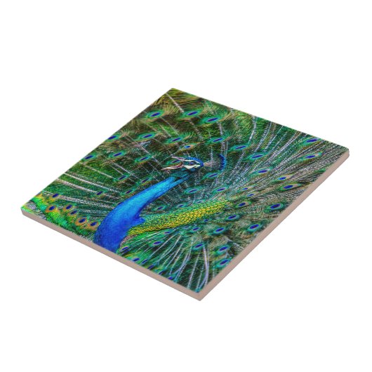Carreau Beautiful Peacock avec son Tail Feathers Open (Côté)