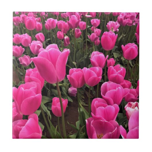 Carreau Beautiful Rose Tulips, Oregon (Devant)