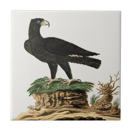 Carreau Beaux Oiseaux d'aigle Peinture Vintage (Devant)
