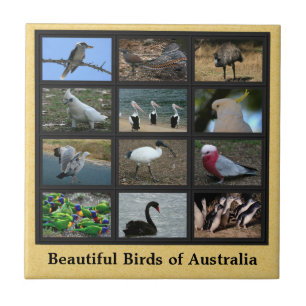 Carreau Beaux oiseaux d'Australie Collage