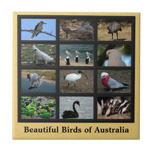 Carreau Beaux oiseaux d'Australie Collage (Devant)