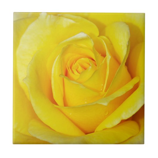 Carreau Beaux pétales de rose jaunes (Devant)