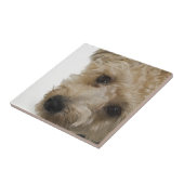 Carreau Beaux yeux d'un chiot de Yorkie Poo (Côté)