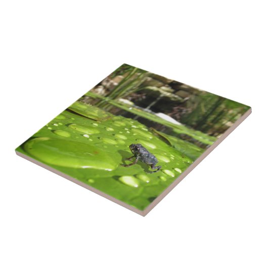 Carreau Bébé crapaud dans l'étang (Côté)