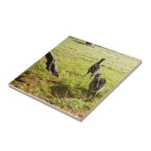 Carreau Bébé Emu Chicks Et Big Foot, (Côté)