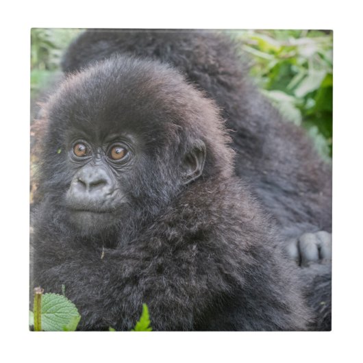 Carreau Bébé gorille des montagnes (Devant)