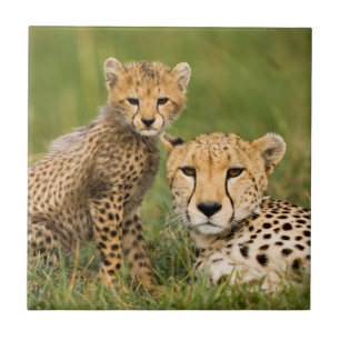 Carreau Bébé guépard et parent dans l'herbe