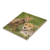 Carreau Bébé guépard et parent dans l'herbe (Côté)
