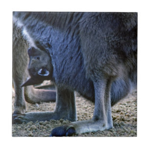 Carreau Bébé kangourou dans la poche de sa mère - Australi