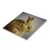 Carreau Bébé Lapin Mignon dans la Main (Côté)