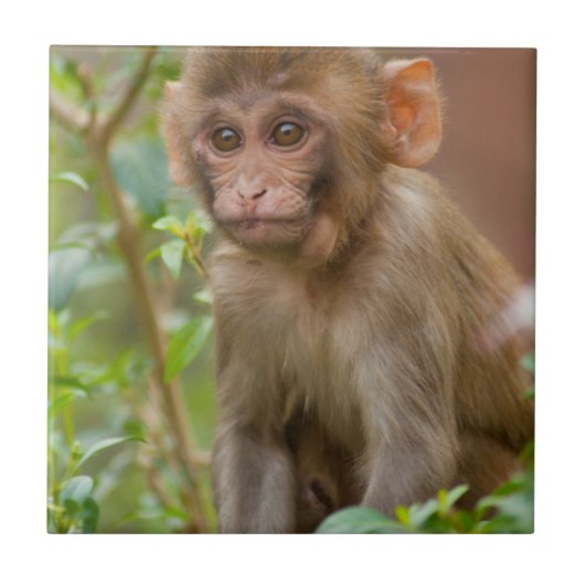 Carreau Bébé Macaque Rhésus, Temple du Singe, Jaipur (Devant)