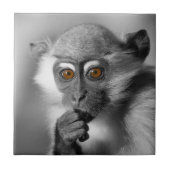 Carreau Bébé Mangabey (Devant)