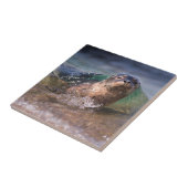 Carreau Bébé phoque commun (Côté)