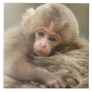 Carreau Bébé singe des neiges, Jigokudani, Nagano, Japon 2
