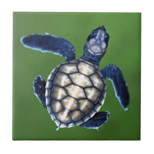 Carreau Bébé tortue verte