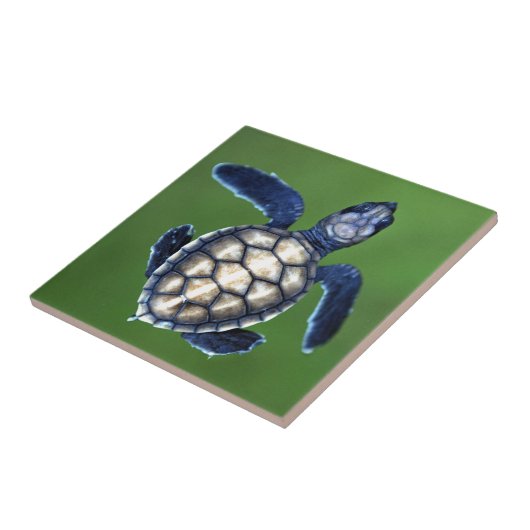 Carreau Bébé tortue verte (Côté)