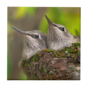 Carreau Bébés colibris