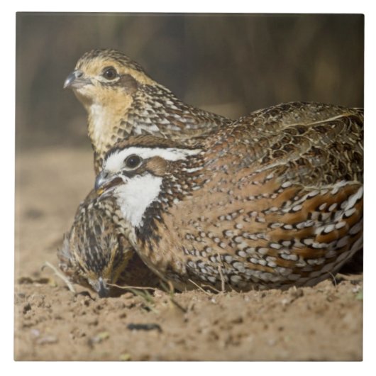 Carreau Bébés de caille nordique Bobwhite à l'étang pour b (Devant)