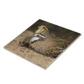 Carreau Bébés de caille nordique Bobwhite à l'étang pour b (Côté)