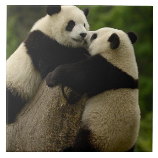 Carreau Bébés pandas géants (Ailuropoda melanoleuca) (Devant)