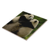 Carreau Bébés pandas géants (Ailuropoda melanoleuca) (Côté)