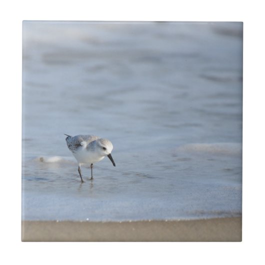 Carreau Bécasseau solitaire marchant sur la plage (Devant)