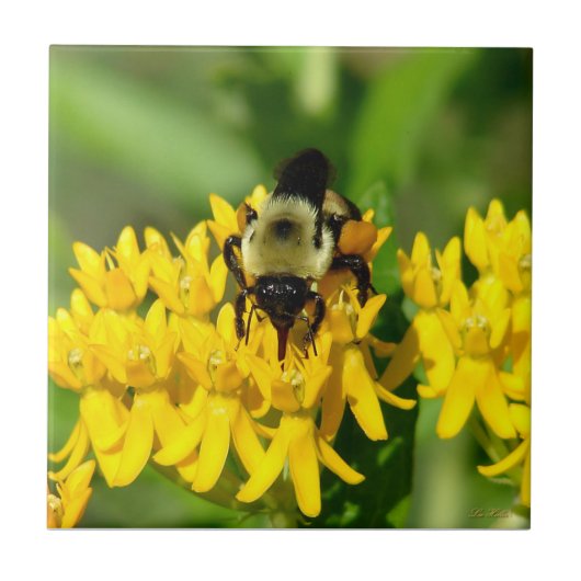 Carreau Bee Feasting on Butterfly Weed Wildflowers (Devant)